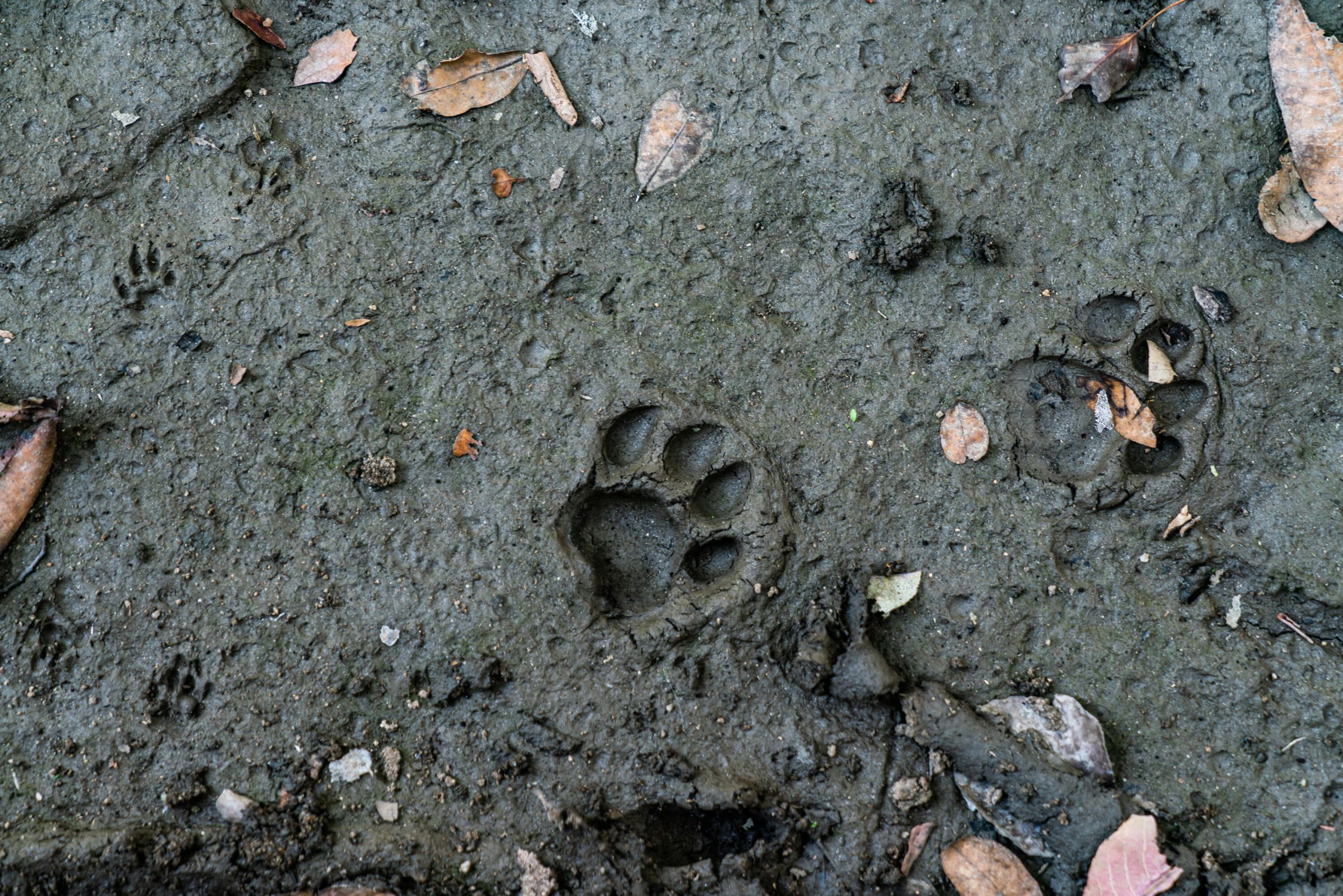 King Willy Camping Things to do Camping Casting Animal Prints